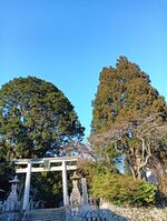 城上神社ネズミサシ.JPG