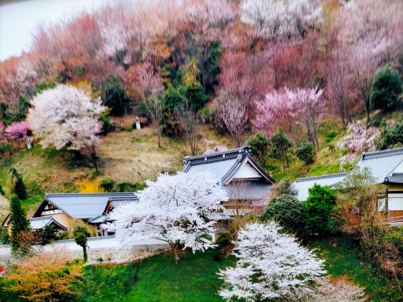 ファイル:3013桜の季節の慈恩寺.jpg